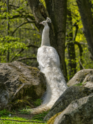 päiperlek 39 lëscht